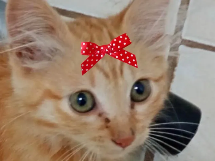 Gato ra a SRD-ViraLata idade 2 a 6 meses nome Julia 
