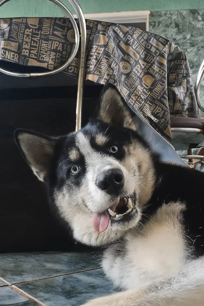 Cachorro ra a Husky Siberiano idade 2 anos nome Black