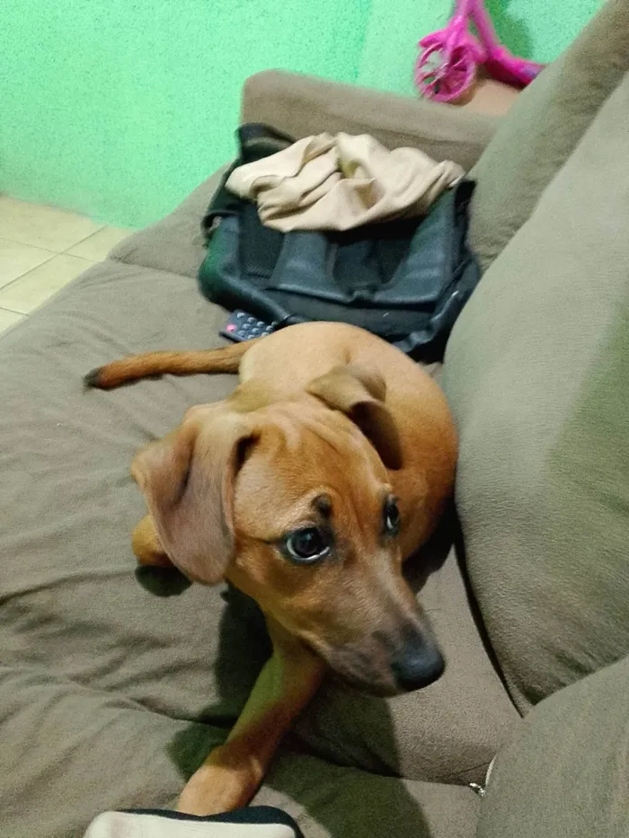 Cachorro ra a SRD-ViraLata idade 2 a 6 meses nome Mel