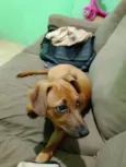 Mel