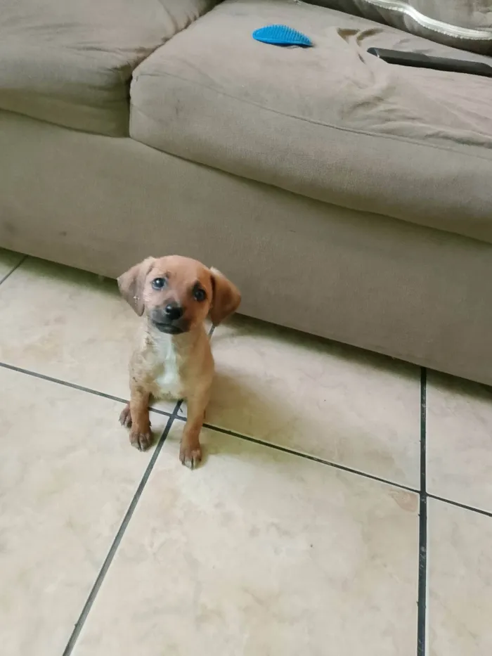 Cachorro ra a SRD-ViraLata idade 2 a 6 meses nome Mel