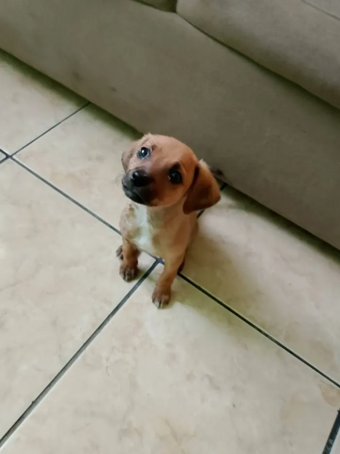 Cachorro ra a SRD-ViraLata idade 2 a 6 meses nome Mel