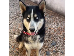 Cachorro raça Husky Siberiano idade 2 anos nome Black
