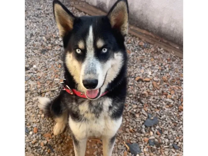 Cachorro ra a Husky Siberiano idade 2 anos nome Black