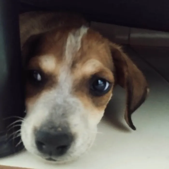 Cachorro ra a SRD-ViraLata idade 2 a 6 meses nome Sem nome, foram abandonados 