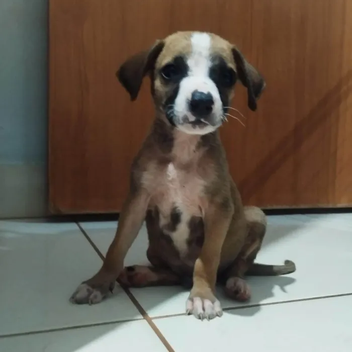 Cachorro ra a SRD-ViraLata idade 2 a 6 meses nome Sem nome, foram abandonados 