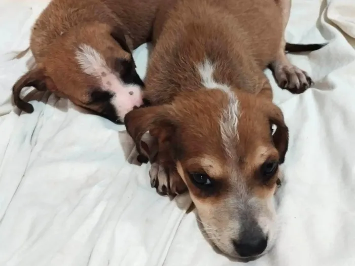 Cachorro ra a SRD-ViraLata idade 2 a 6 meses nome Sem nome, foram abandonados 