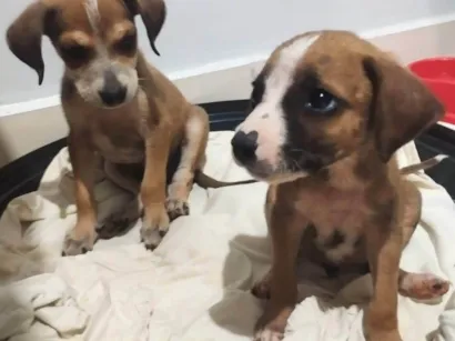 Cachorro raça SRD-ViraLata idade 2 a 6 meses nome Sem nome, foram abandonados 