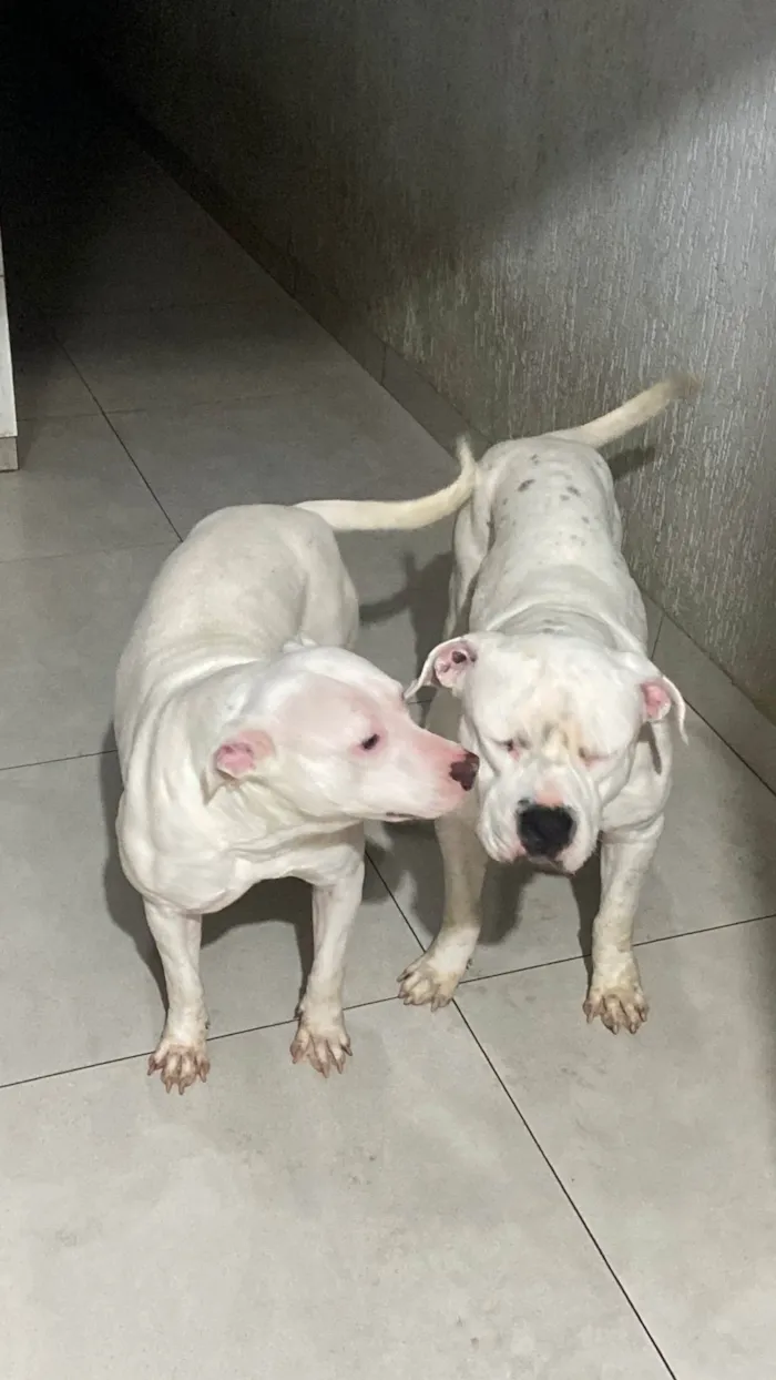 Cachorro ra a Pit-Bull idade 2 a 6 meses nome Eva
