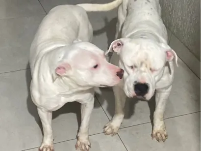 Cachorro raça Pit-Bull idade 2 a 6 meses nome Eva