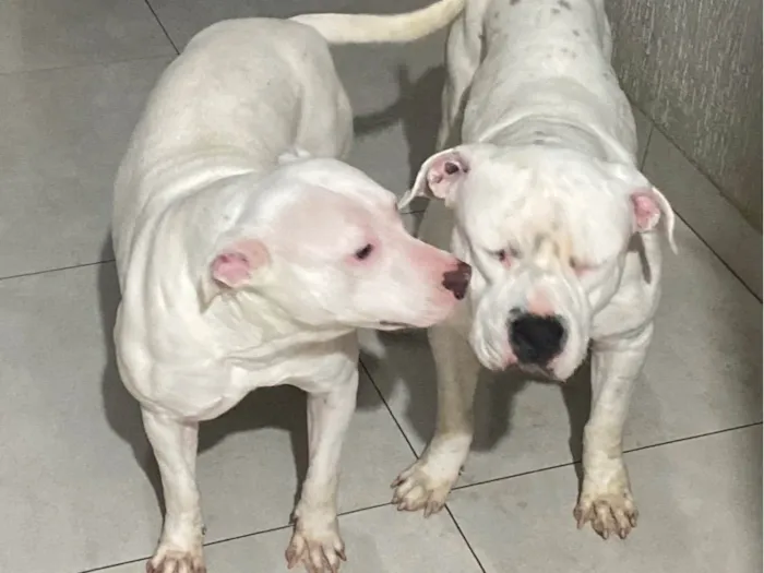 Cachorro ra a Pit-Bull idade 2 a 6 meses nome Eva