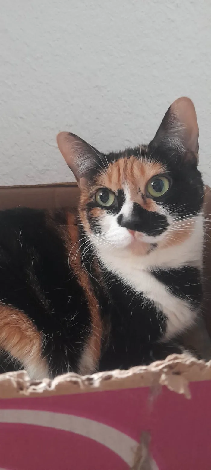 Gato ra a SRD-ViraLata idade 5 anos nome Gabi