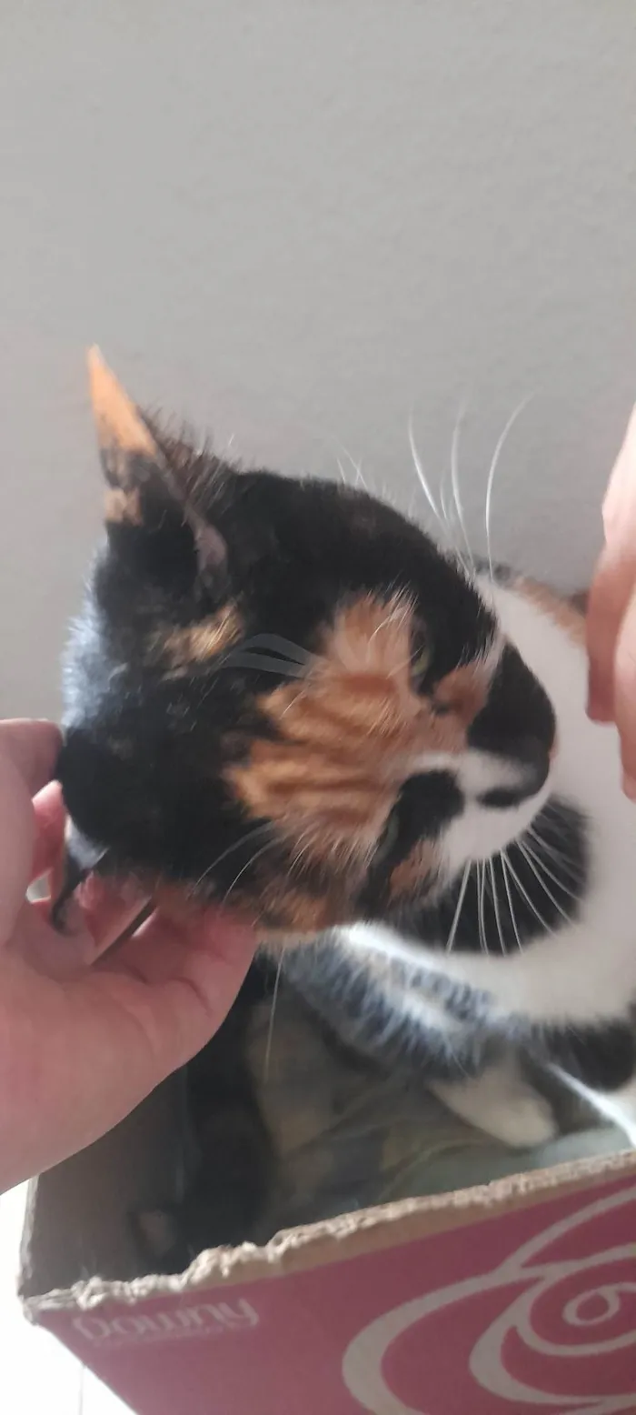 Gato ra a SRD-ViraLata idade 5 anos nome Gabi