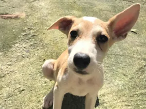 Cachorro raça SRD-ViraLata idade 7 a 11 meses nome Doralice