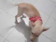 Cachorro ra a Labrador idade 2 a 6 meses nome Hinata
