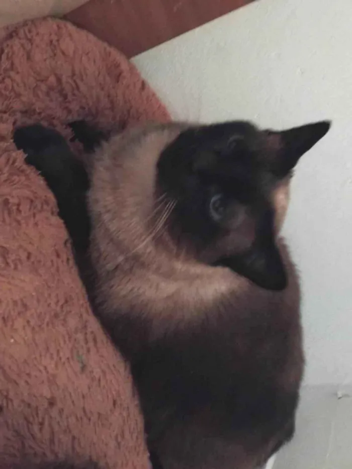 Gato ra a Siamês idade 1 ano nome Zaira