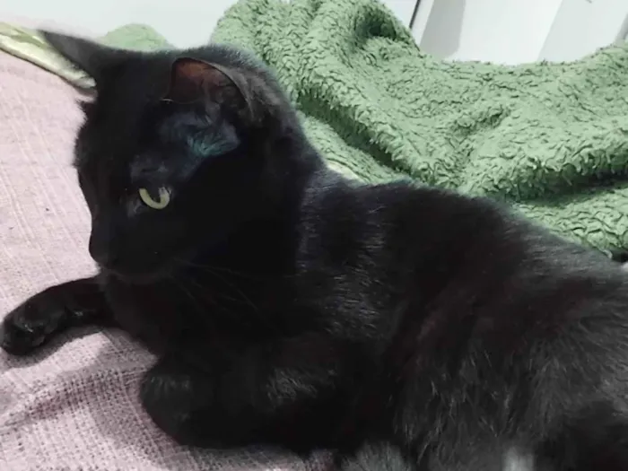 Gato ra a SRD-ViraLata idade 2 anos nome Pingo