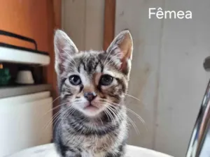 Gato raça SRD-ViraLata idade 2 a 6 meses nome Gatinho 