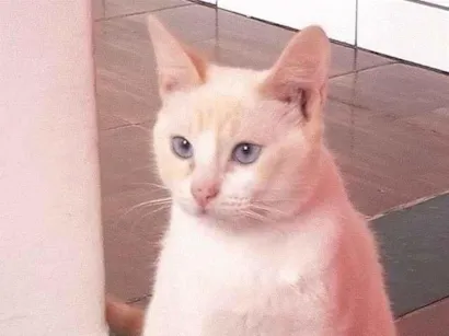 Gato raça Siamês idade 1 ano nome Bento 