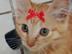 Gato raça SRD-ViraLata idade 2 a 6 meses nome Julia 