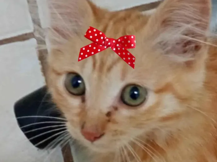 Gato ra a SRD-ViraLata idade 2 a 6 meses nome Julia 
