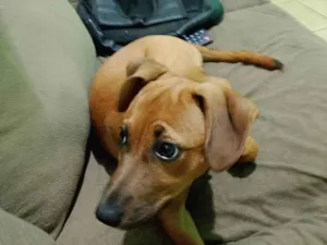 Cachorro raça SRD-ViraLata idade 2 a 6 meses nome Mel