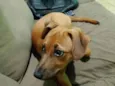 Mel
