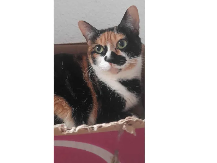 Gato ra a SRD-ViraLata idade 5 anos nome Gabi