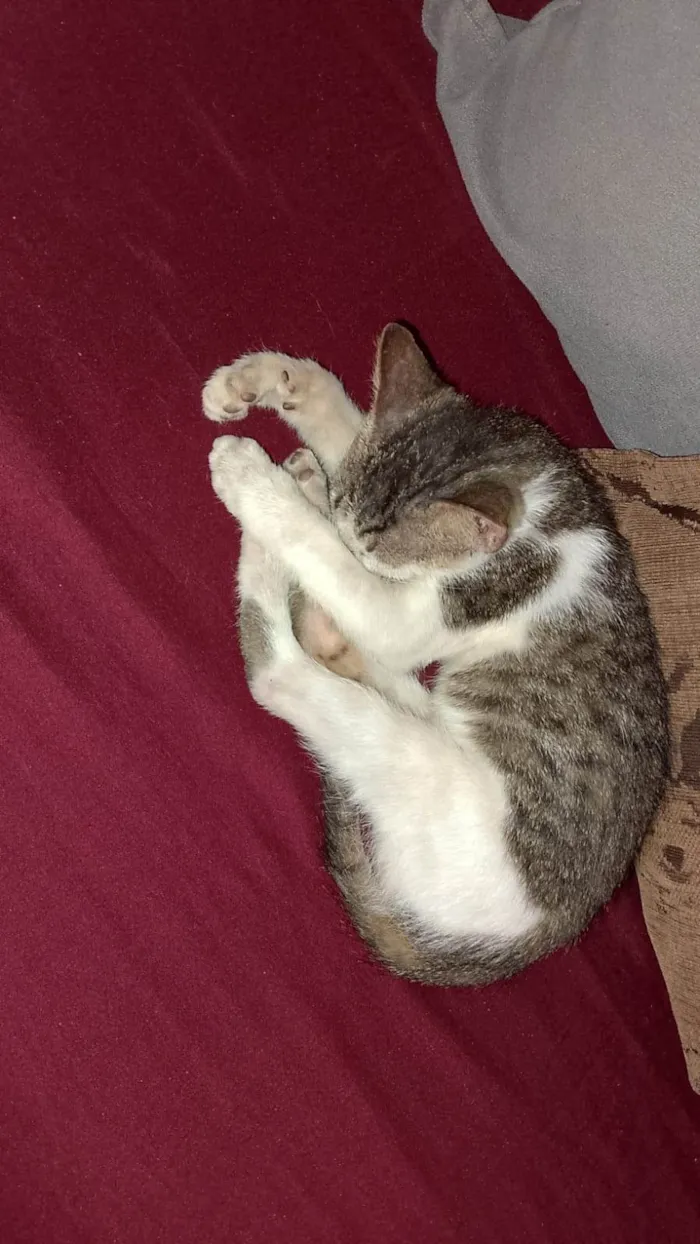Gato ra a Exótico idade 2 a 6 meses nome Petisco