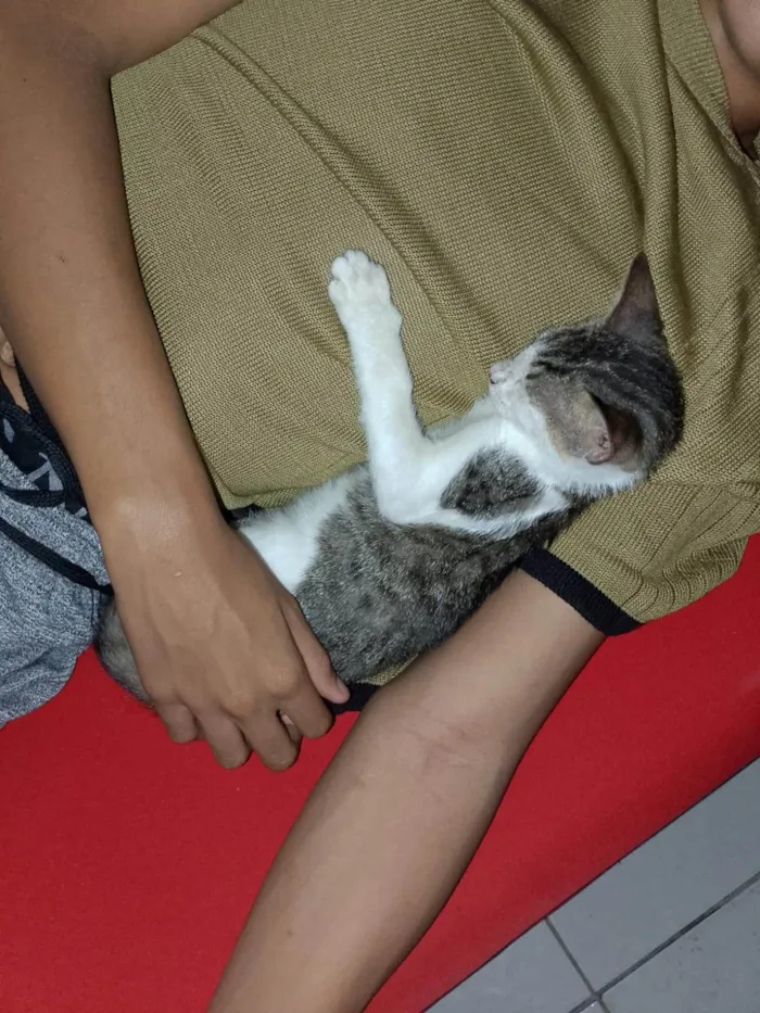 Gato ra a Exótico idade 2 a 6 meses nome Petisco