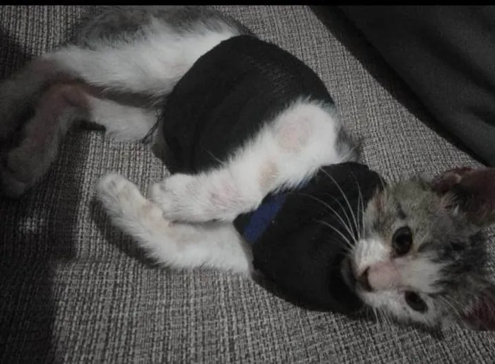Gato ra a Exótico idade 2 a 6 meses nome Petisco