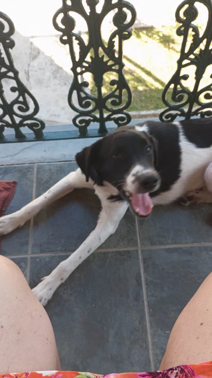Cachorro ra a SRD-ViraLata idade 7 a 11 meses nome Feijão 