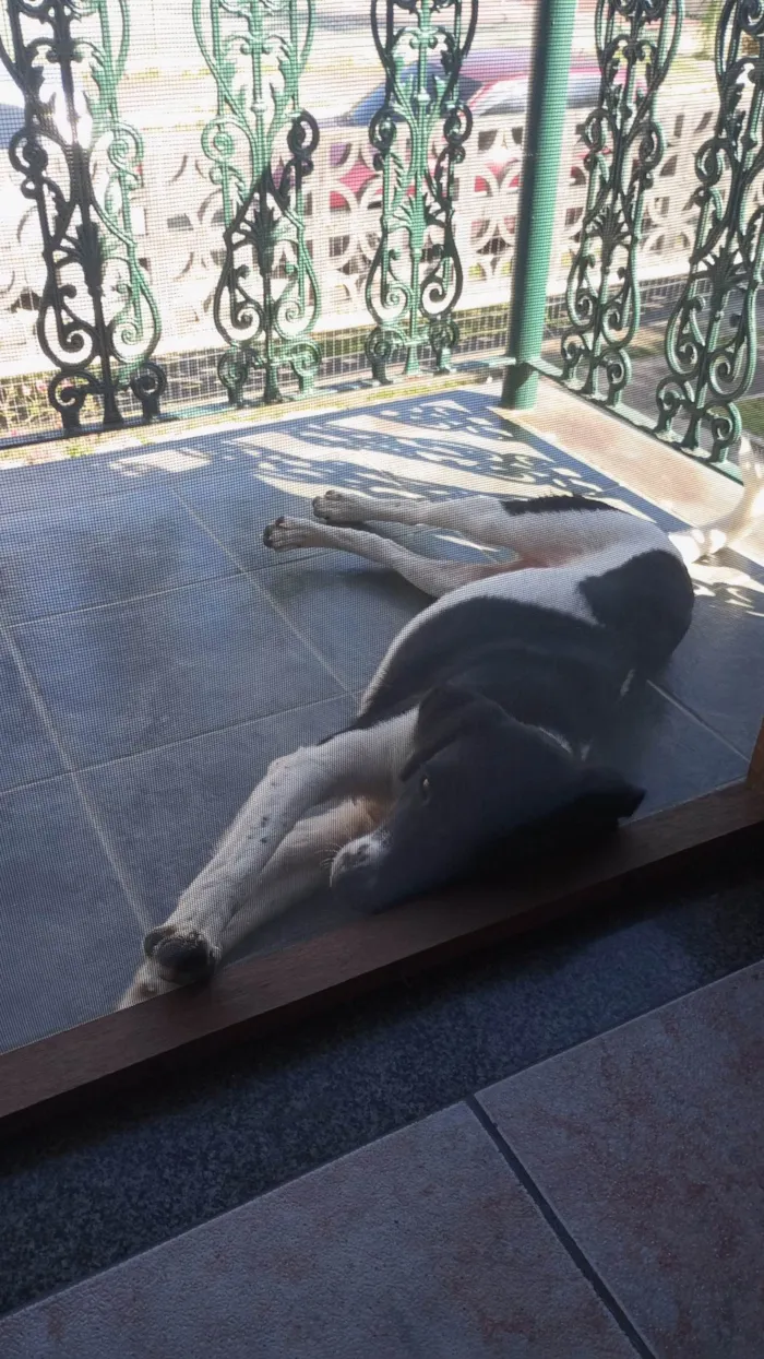 Cachorro ra a SRD-ViraLata idade 7 a 11 meses nome Feijão 