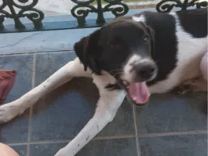 Cachorro raça SRD-ViraLata idade 7 a 11 meses nome Feijão 