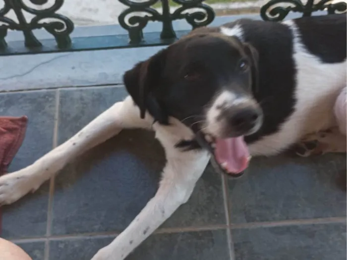 Cachorro ra a SRD-ViraLata idade 7 a 11 meses nome Feijão 