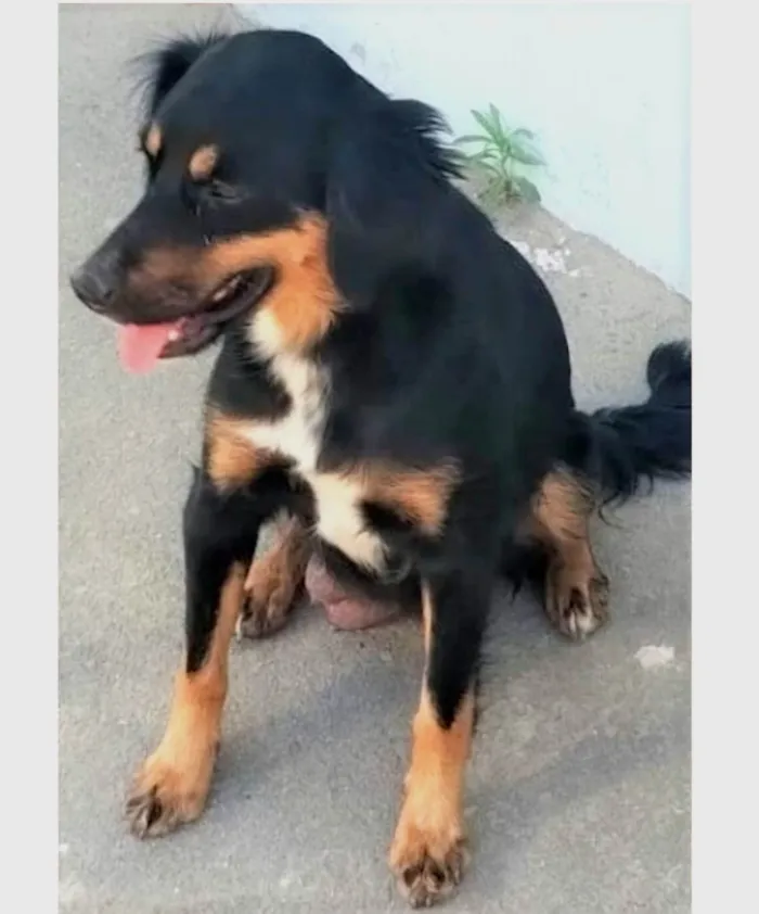 Cachorro ra a SRD-ViraLata idade 2 anos nome Baronesa