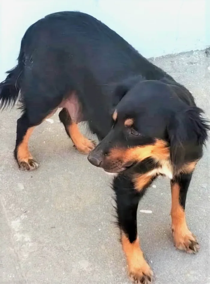Cachorro ra a SRD-ViraLata idade 2 anos nome Baronesa