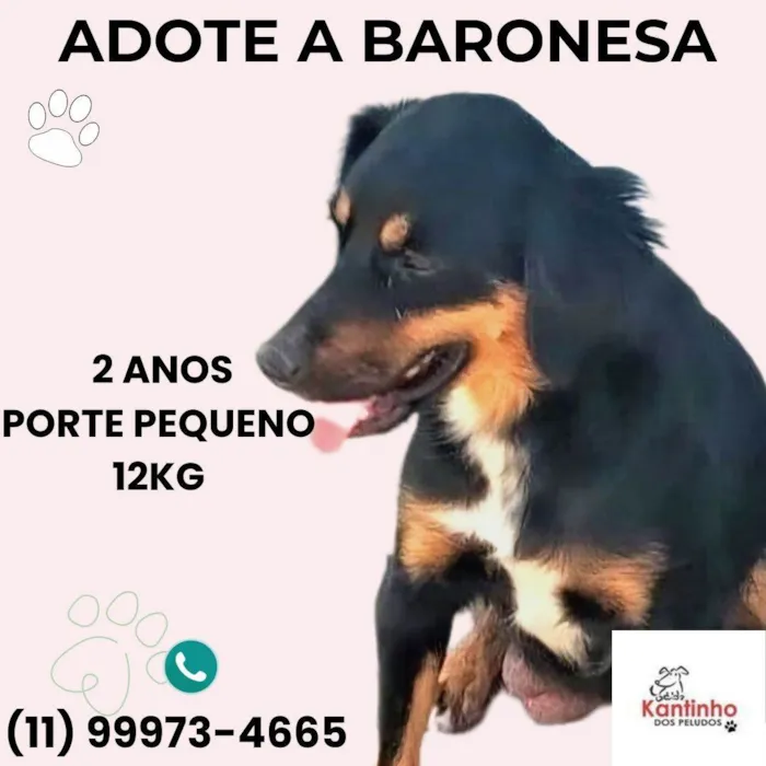 Cachorro ra a SRD-ViraLata idade 2 anos nome Baronesa