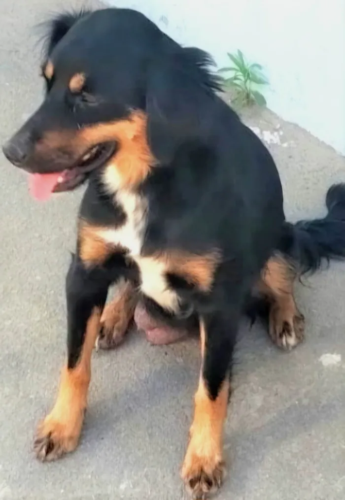Cachorro ra a SRD-ViraLata idade 2 anos nome Baronesa