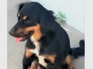 Cachorro raça SRD-ViraLata idade 2 anos nome Baronesa
