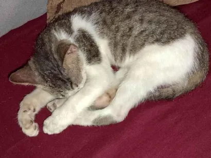 Gato raça Exótico idade 2 a 6 meses nome Petisco
