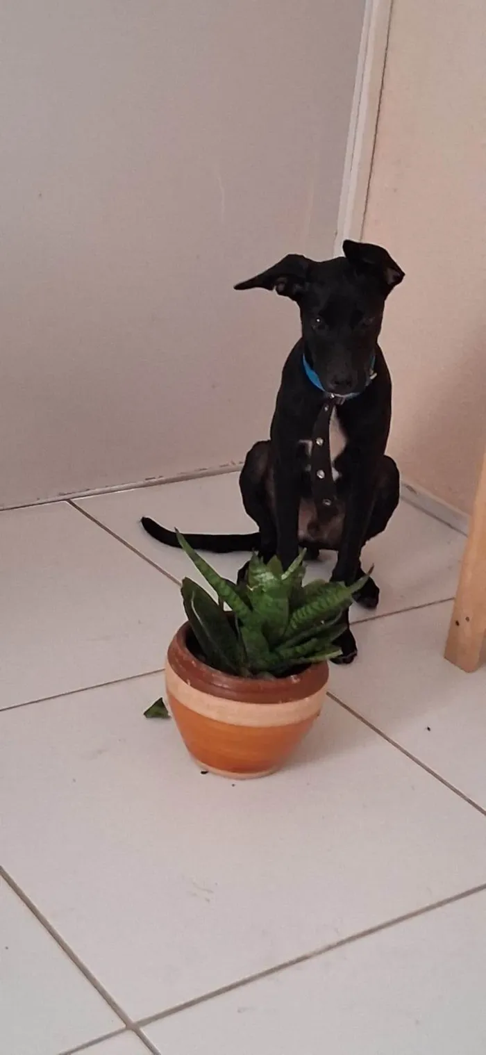 Cachorro ra a SRD-ViraLata idade 2 a 6 meses nome Zyon