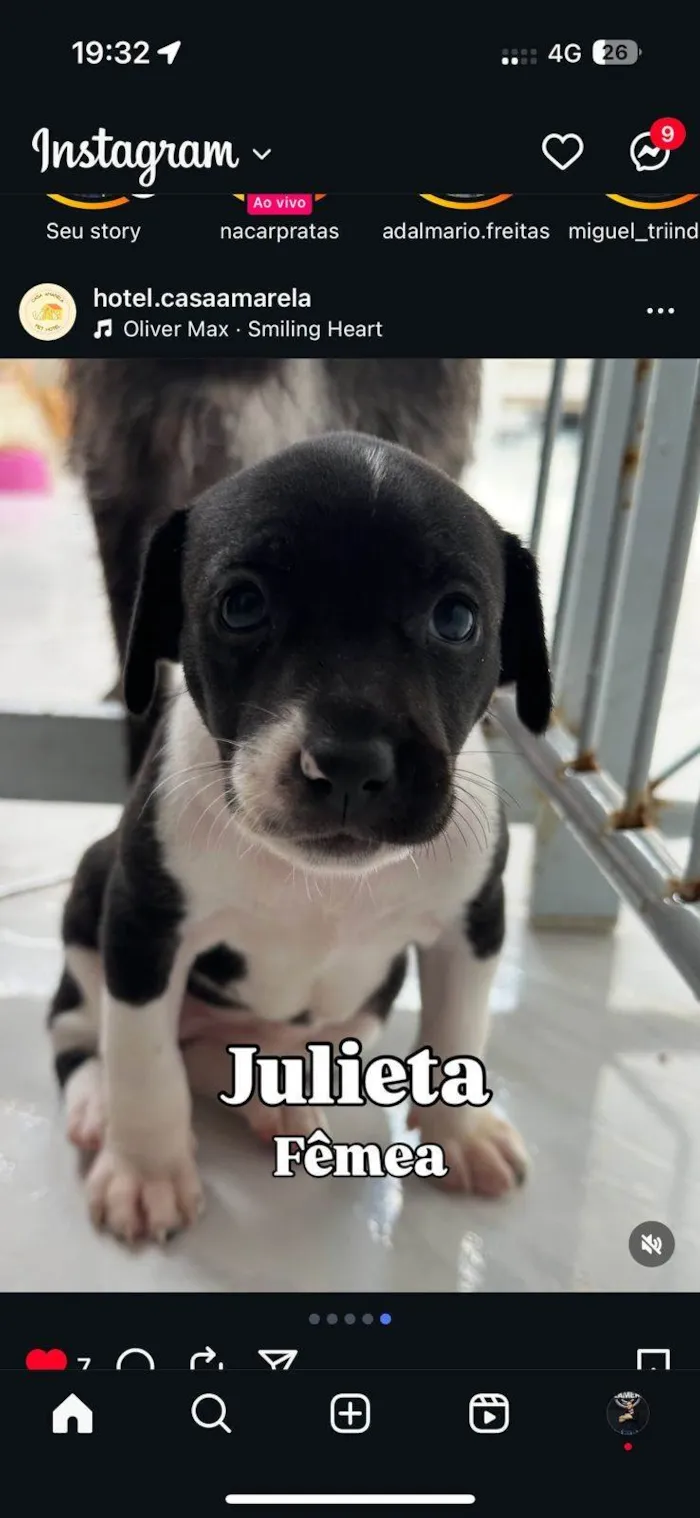 Cachorro ra a SRD-ViraLata idade 2 a 6 meses nome Filhotes4
