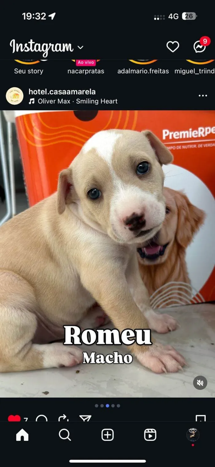 Cachorro ra a SRD-ViraLata idade 2 a 6 meses nome Filhotes4