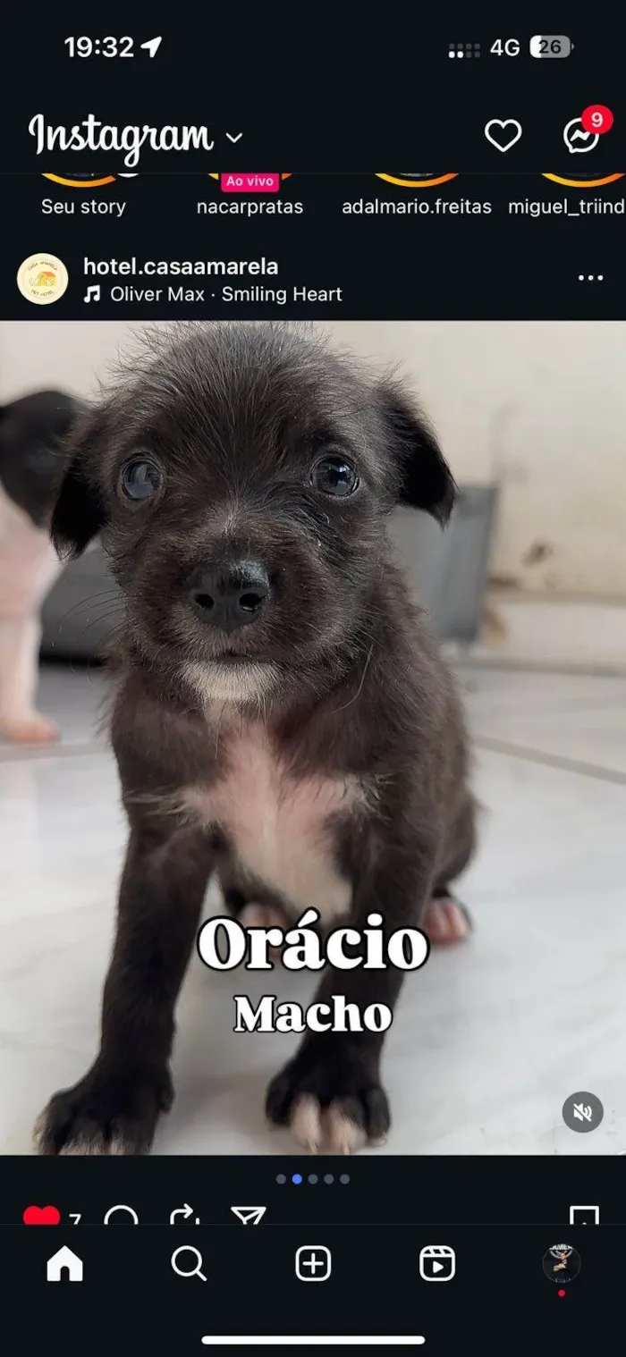Cachorro ra a SRD-ViraLata idade 2 a 6 meses nome Filhotes4