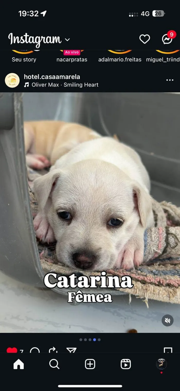 Cachorro ra a SRD-ViraLata idade 2 a 6 meses nome Filhotes4