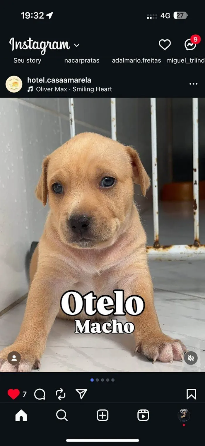 Cachorro ra a SRD-ViraLata idade 2 a 6 meses nome Filhotes4