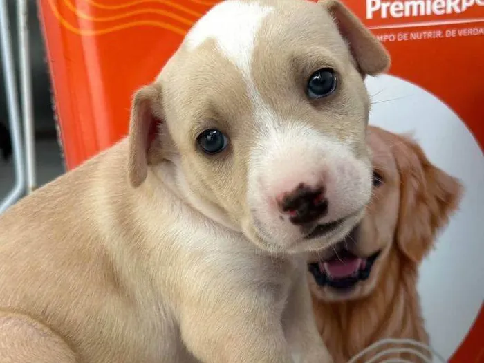 Cachorro ra a SRD-ViraLata idade 2 a 6 meses nome Filhotes4