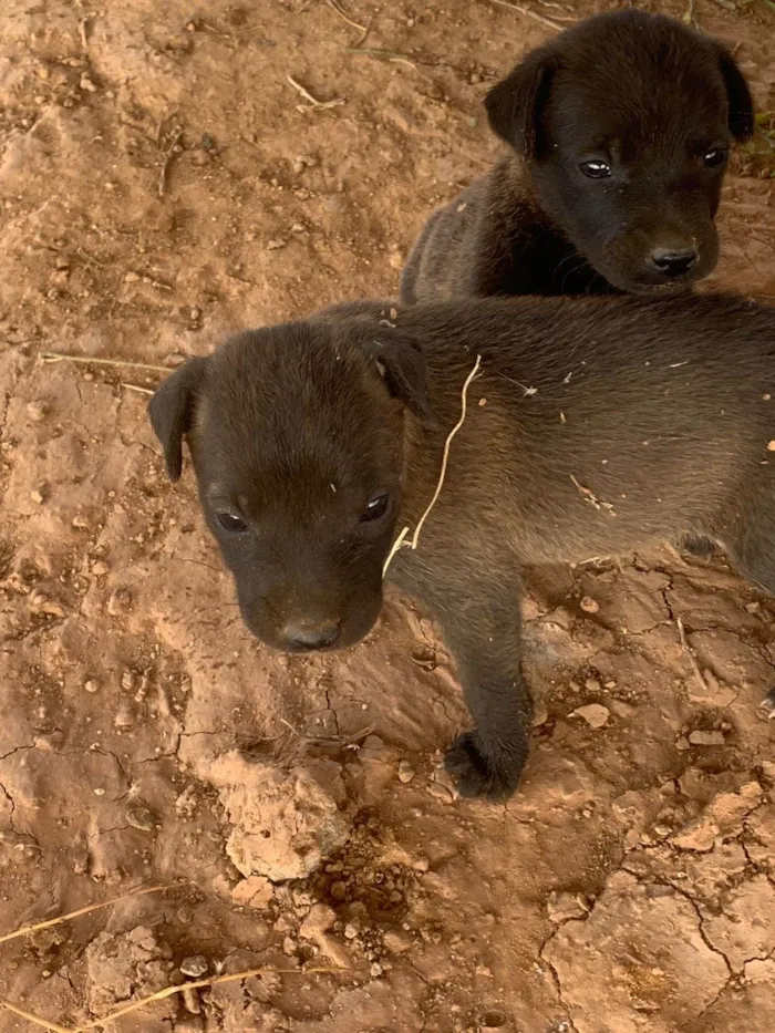 Cachorro ra a SRD-ViraLata idade Abaixo de 2 meses nome Titius 