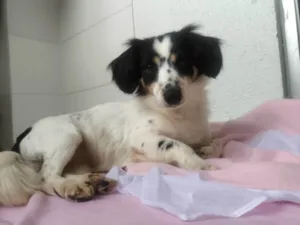 Cachorro raça SRD-ViraLata idade 2 anos nome Pitty